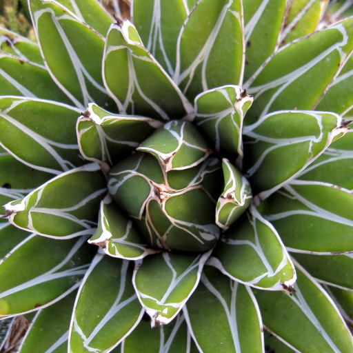 Agave victoriae-reginae v compacta - Click Image to Close